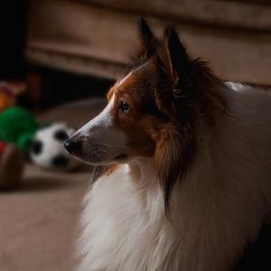 Mally and some of his many toys.