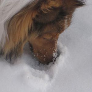 burrowing
