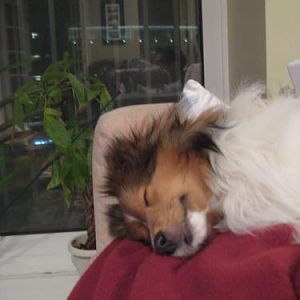 tuckered out