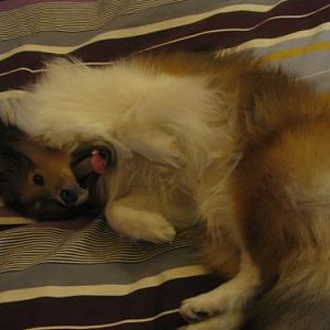 played with a doggie friend the day before, and this is what I did all day the next day