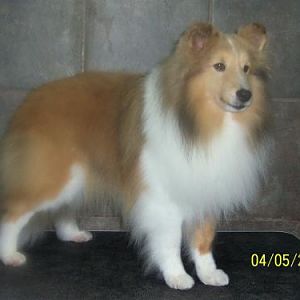 Pike-sable merle