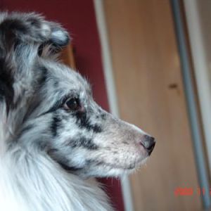 profile of Ember