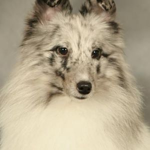 Ember 2yrs
