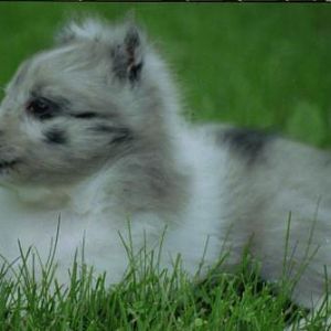 Ember at 7wks