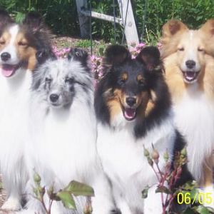 Justice, Ember, Diva and Pike at the Lochland Shetland Sheepdog Club show June 2009