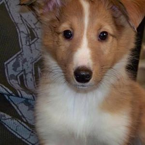 Whiskey's first day home.