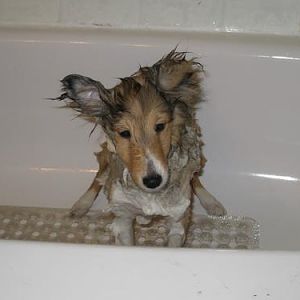 Mutant dog?