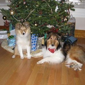 Sadie and Ginny the sheltie sisters.  Ginny's 1st Xmas (5 months old)