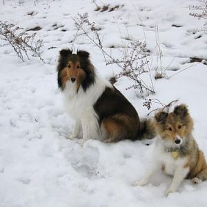 Sadie and Ginny while hiking one warm January day