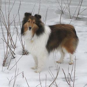 My beautiful girl Sadie, striking a pose.