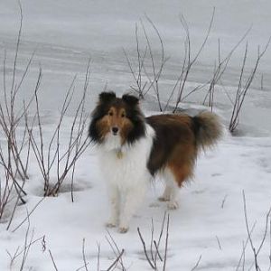 Sadie
