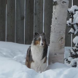 Queen of the forest