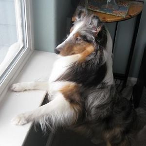 We taught her to 'greet' rather than rush the door when folk stop by. This looks out our front door.