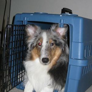 My how she's grown! Here's the kennel she used whenwe first brought her home.