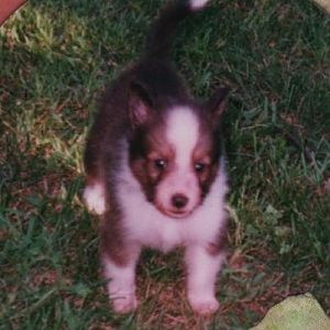Media 'Justice 5wks-he was darker here than at 10 wks' in album 'Justice'