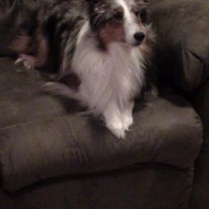 Deja on the couch after her bath.
