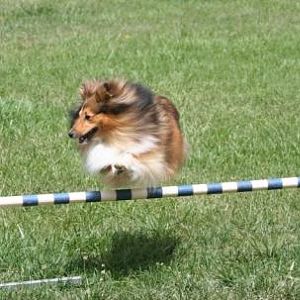 Tully agility trial
