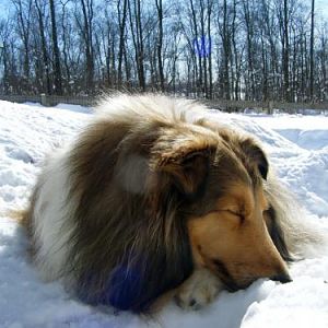 Media 'Bitsy in the Snow' in album 'Layla, Bits, Annie Laurie and Beckon'