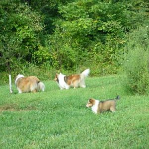Beckon Puppy, Bits and Layla