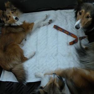 Riding nicely on the way there (Lexi, Rada and Bentley)