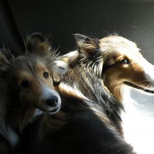 Bentley and Rada cuddling