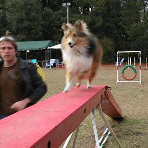 Dog walk 2009