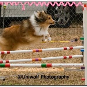 January Trial (2010)