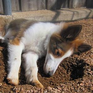 Bella pretending not to dig