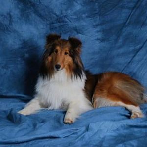 Sadie - 2 1/2 years old