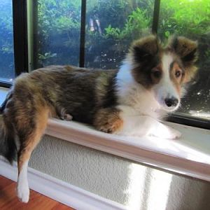 bella in the window