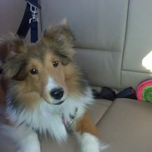 Lexi in the car