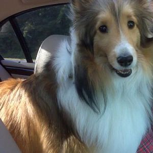 Bentley in the car