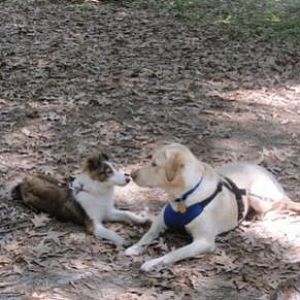 listen tucker I repeat i am not a sqeak toy