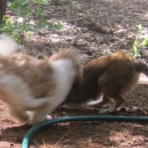 tails a waggin