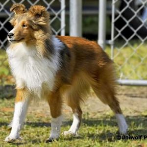 Lexi strutting
April 2010