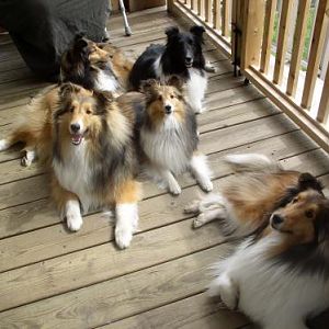 Sadie and Ginny's sheltie family.

Sadie is on the right, in the front.

Behind Sadie is Ginny and the big boy next to her is her brother Brodie.