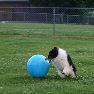Ball herding is fun