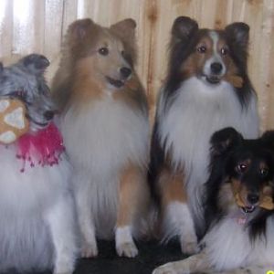 We are so mean. What great dogs to hold the treats and not eat them.