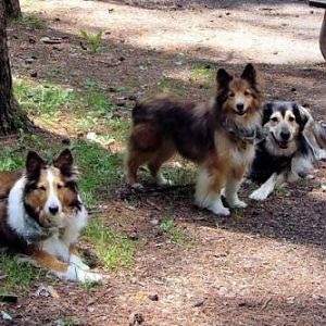Maddie,Louie and Misty