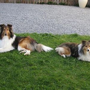 Sadie and Ginny the Sheltie Sisters