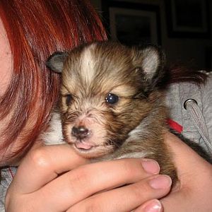 4 Weeks Old