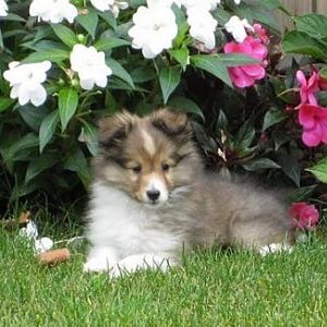 9 Weeks Old
