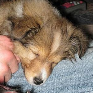 9  Weeks Old