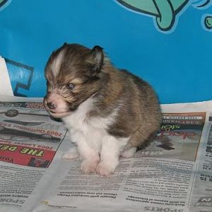3 Weeks Old