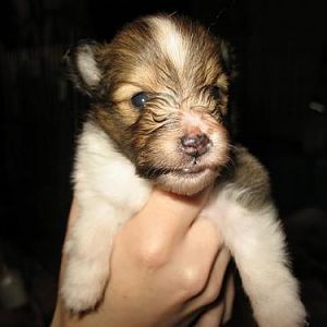 3 Weeks Old