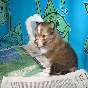 4 Weeks Old