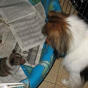 4 Weeks Old

Sadie getting a good look at her little sister.  Little does she know that she'll be coming home with us!