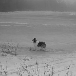 Sadie in black and white