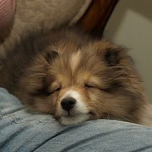 So Fuzzy!  11 Weeks Old

My Dad took this with his SLR.  I love how it emphasizes the puppy fluff around her face.  One of my fav photos of her.