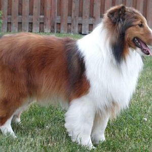 Just Back from the groomer....still waiting for his full coat to grow in